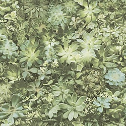 Galerie Wallcoverings Product Code: 7320 - Evergreen Wallpaper Collection Galerie Wallcoverings Product Code 7320 - Evergreen Wallpaper Collection - Green Colours - Succulents Design