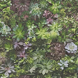 Galerie Wallcoverings Product Code: 7322 - Evergreen Wallpaper Collection Galerie Wallcoverings Product Code 7322 - Evergreen Wallpaper Collection - Multicolor Colours - Succulents Design