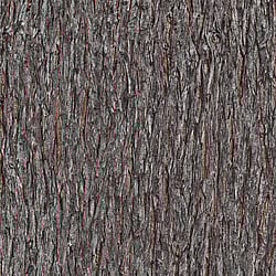 Galerie Wallcoverings Product Code: AM30010 - Amazonia Wallpaper Collection Galerie Wallcoverings Product Code AM30010 - Amazonia Wallpaper Collection - Brown Colours - Bark Design