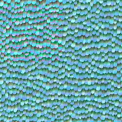 Galerie Wallcoverings Product Code: AM30018 - Amazonia Wallpaper Collection Galerie Wallcoverings Product Code AM30018 - Amazonia Wallpaper Collection - Blue Colours - Feathers Design